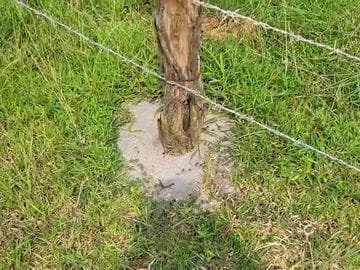 ग्रीन क्रेडिट योजना में बड़ा खेल! पौधों की सुरक्षा के नाम पर ‘जुगाड़’ से करोड़ों की योजना पर चोट