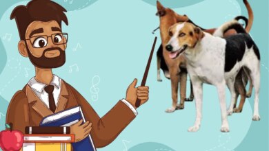 स्कूलों में आवारा कुत्तों की निगरानी का आदेश विवादों में—शिक्षकों की नाराज़गी बढ़ी, पूर्व विधायक ने बताया “शिक्षकों का अपमान”