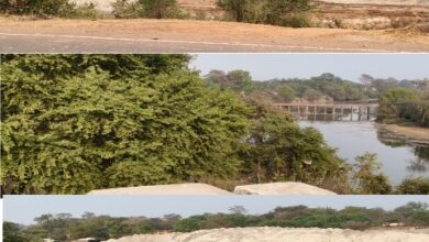 *सोननदी के पास नियम विरुद्ध जहरीली राखड डंपिंग ग्रामीणों के स्वास्थ्य पर मंडरा रहा खतरा, ग्राम पंचायत गुंजियाबोड का मामला*