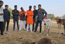 *प्रशासन की लापरवाही, गाय और एक बछड़े की मौत हो जाने से गौसेवकों में भारी नाराजगी*