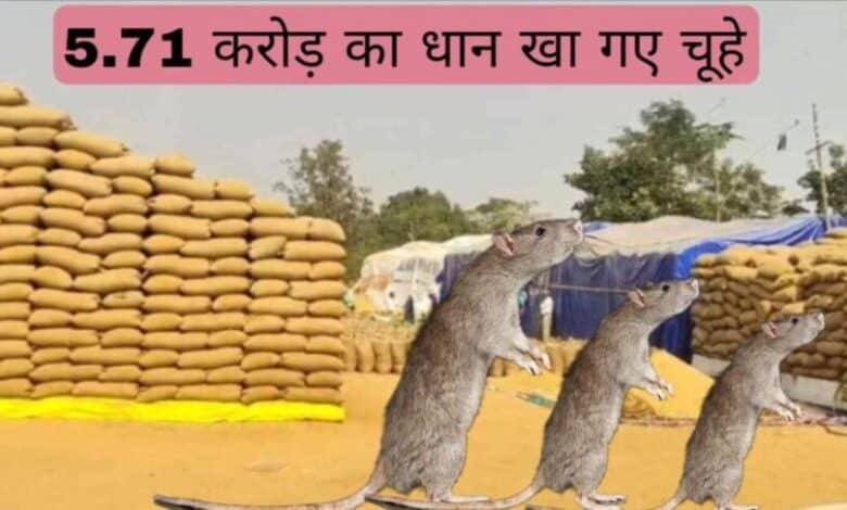 धान का कटोरा या घोटालों का अड्डा? महासमुंद के बागबाहरा संग्रहण केंद्र से 5.71 करोड़ का धान गायब, चूहे-सीपेज बने बहाने धान का कटोरा या घोटालों का अड्डा? महासमुंद के बागबाहरा संग्रहण केंद्र से 5.71 करोड़ का धान गायब, चूहे-सीपेज बने बहाने