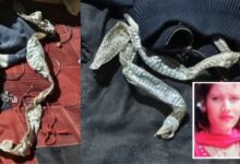 *युवती से बनी इच्छाधारी नागिन के पीछे ये है सच्चाई, वीडियो में कह रही- जिससे प्रेम था उसे…*