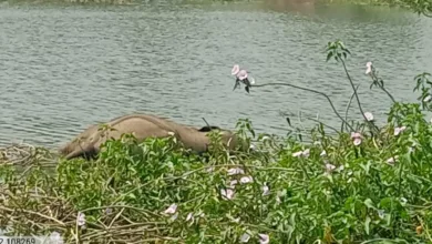 कुरकुट नदी में दो हाथी शावकों के शव मिलने से हड़कंप:ग्रामीणों की सूचना पर वन विभाग की टीम मौके पर पहुंची, तीन संदिग्ध हिरासत में — मौत के कारणों पर सस्पेंस