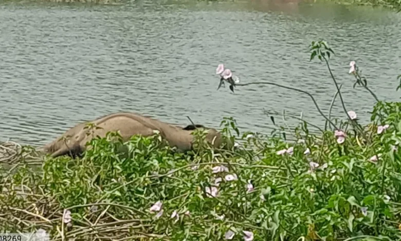 कुरकुट नदी में दो हाथी शावकों के शव मिलने से हड़कंप:ग्रामीणों की सूचना पर वन विभाग की टीम मौके पर पहुंची, तीन संदिग्ध हिरासत में — मौत के कारणों पर सस्पेंस