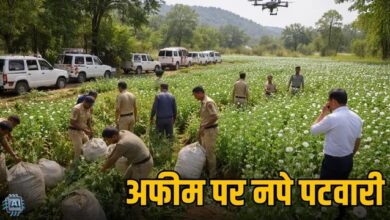 अफीम खेती कांड के बाद बड़ा एक्शन: 58 पटवारियों का तबादला, 6.75 करोड़ की अफीम जब्त