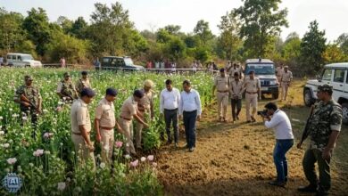 छत्तीसगढ़ में नशे की खेती का फैलता जाल: अब रायगढ़ बना तीसरा जिला, तरबूज-ककड़ी के बीच उग रही थी अफीम छत्तीसगढ़ में नशे की खेती का फैलता जाल: अब रायगढ़ बना तीसरा जिला, तरबूज-ककड़ी के बीच उग रही थी अफीम