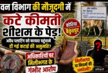 वन विभाग की मौजूदगी में कटे कीमती शीशम के पेड़! अवैध प्लाटिंग को फायदा पहुंचाने दी गई कटाई की अनुमति?, अधिकारियों पर मिलीभगत के गंभीर आरोप