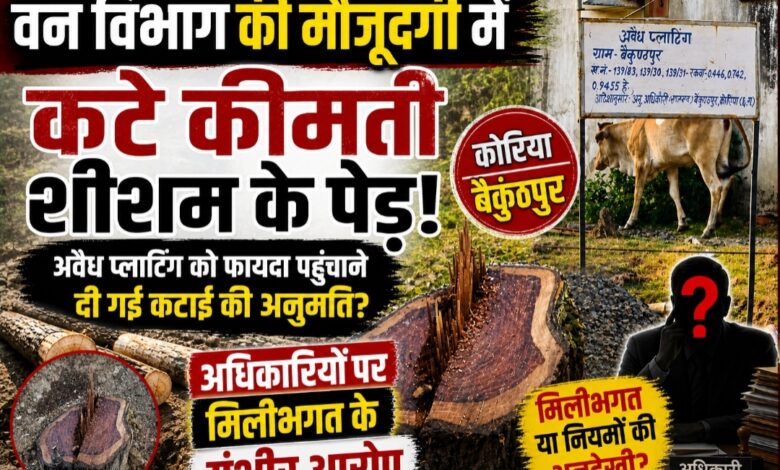 वन विभाग की मौजूदगी में कटे कीमती शीशम के पेड़! अवैध प्लाटिंग को फायदा पहुंचाने दी गई कटाई की अनुमति?, अधिकारियों पर मिलीभगत के गंभीर आरोप