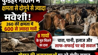फुंडहर गोठान में क्षमता से दोगुने से ज्यादा मवेशी, 8 गायों की मौत के दावे से मचा हड़कंप; चारा-पानी और इलाज की व्यवस्था पर उठे सवाल