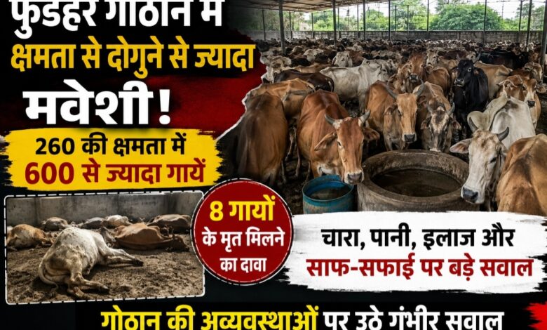 फुंडहर गोठान में क्षमता से दोगुने से ज्यादा मवेशी, 8 गायों की मौत के दावे से मचा हड़कंप; चारा-पानी और इलाज की व्यवस्था पर उठे सवाल